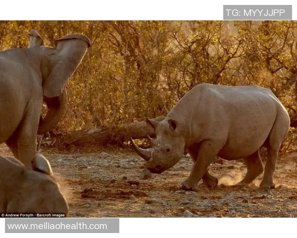 仁川冬土大象迎战釜山球队展现激情对决与精彩瞬间